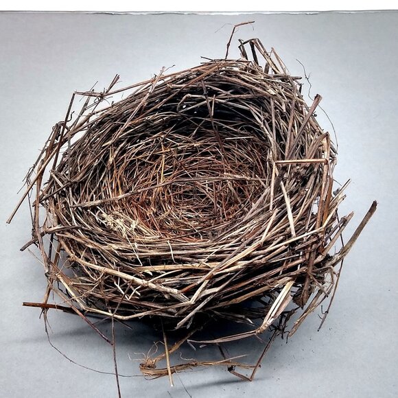 Authentic Natural Bird Nest 2011 Joplin Missouri Tornado Aftermath Unique Rustic - Picture 1 of 8
